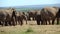 Big herd of elephants in addo elephant national park