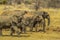 A big herd of elephants and babies walking in Pilanesberg national park