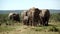 Big herd of elephants walking towards the camera in addo elephant national park