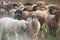 the big herd of multi color sheeps graze in the mountain field