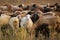 the big herd of multi color sheeps graze in the mountain field