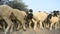 Big herd of sheep crossing