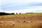 Big herd of sheeps and goats grazing on a field