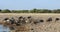 Big herd of wild Blue Wildebeest Gnu, Namibia Africa