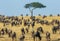 Big herd of wildebeest in the savannah. Great Migration. Kenya. Tanzania. Masai Mara National Park.