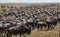 Big herd of wildebeest in the savannah. Great Migration. Kenya. Tanzania. Masai Mara National Park.
