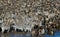 Big herd of zebras standing in front of the river. Kenya. Tanzania. National Park. Serengeti. Maasai Mara.