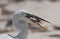 Big heron with fish gets a close up headshot, holbox, mexico
