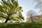 A big high tree in a day light. A sun coming thru the leaves