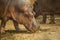 Big Hippopotamus walking out of water on a sunny day