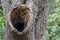 Big hole nest in a tree trunk close up woods