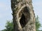 Big hole in the trunk of an old tree.