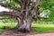 Big holy Bodhi tree in a park in Sri Lanka