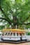 Big holy Bodhi tree surrounded by buddhas on a square is Sri Lan
