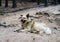 Big homeless dog lying in the Park on sand.