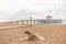 Big homeless dog relaxing at sandy morning beach lying on sand