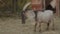 Big Horn Goat in Straw Enclosure Farm - Adorable Animal Footage