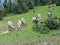 Big horn rams amongst the glacier lilies at Logan Pass in Glacier National Park Montana