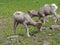 Big horn rams amongst the glacier lilies at Logan Pass in Glacier National Park Montana