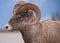 Big Horn Sheep