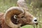 Big horn Sheep