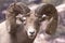 Big Horn Sheep