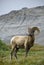 Big Horn Sheep