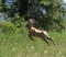 Big Horn Sheep