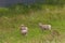 Big Horn Sheep Babies in a Meadow with Wild Flowers in Rocky Mountain National Park