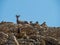 A big horn sheep and baby stare down a Marmot