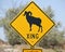 Big Horn Sheep Crossing