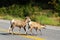 Big horn sheep crossing road