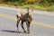 Big horn sheep crossing road