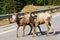 Big horn sheep crossing road