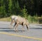 Big horn sheep crossing road