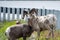 Big horn sheep eating on the roadside.