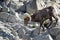 Big Horn Sheep on Granite Rocks