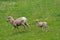 Big Horn Sheep Mama and Yearling on Mountain