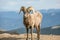 Big Horn sheep with Mountain views in background