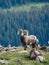 Big horn sheep in a national park