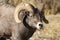 A big horn sheep portrait