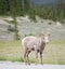 Big Horn Sheep Portrait front view in Banff