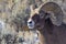 Big Horn Sheep Ram