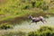 Big Horn Sheep Running in a Meadow with Wild Flowers in Rocky Mountain National Park