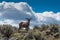 Big Horn Sheep, Taos Gorge, Taos New Mexico