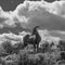 Big Horn Sheep, Taos Gorge, Taos New Mexico