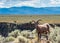 Big Horn Sheep, Taos Gorge, Taos New Mexico