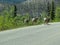 Big Horn Sheep walking along Maligne Road in Jasper National Park in Canada