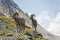 Big Horn Sheep walking on the mountain edge