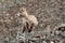 Big Horn Sheep Yearling on Mountain